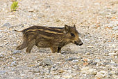 Wild Boar (Sus scrofa), cub standing on the ground, Campania, Italy