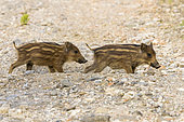 Wild Boar (Sus scrofa), two cubs standing on the ground, Campania, Italy