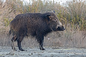 Wild Boar (Sus scrofa), side view of an adult standing on the ground, Lazio, Italy