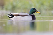 Mallard (Anas platyrhynchos), side view of an adult male swimming in the water, Campania, Italy