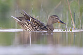 Mallard (Anas platyrhynchos), side view of an adult female swimming in the water, Campania, Italy
