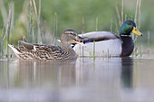 Mallard (Anas platyrhynchos), side view of a couple swimming in the water, Campania, Italy