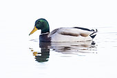 Mallard (Anas platyrhynchos), side view of an adult male swimming in the water, Campania, Italy