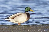 Mallard (Anas platyrhynchos), side view of an adult male standing on the ground, Campania, Italy