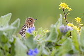 Red-throated Pipit (Anthus cervinus), adult standing among flower, Campania, Italy