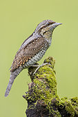 Eurasian Wryneck (Jynx torquilla), side view of an adult perched on an old branch, Campania, Italy