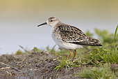 Ruff (Philomachus pugnax), side view of an adult male standing on the ground, Campania, Italy