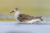 Ruff (Philomachus pugnax), side view of an adult female standing in the water, Campania, Italy