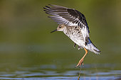 Ruff (Philomachus pugnax), side view of an adult female in flight, Campania, Italy