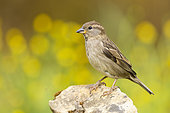 Italian Sparrow (Passer italiae), side view of an adult female standing on a rock, Campania, Italy