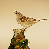 Italian Sparrow (Passer italiae), side view of an adult female drinking from a pipe, Campania, Italy