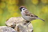 Tree Sparrow (Passer montanus), side view of an adult standing on a rock, Campania, Italy