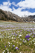 Spring crocus (Crocus vernus) is a harbinger of spring in the high mountains of the alps. It often forms flower meadows around the mountain alpes of the local farmers. Europe, Central Europe, Eastern Alps, South Tyrol, Italy