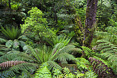 Tree Fern in Melba Gully, Great Otway National Park, Victoria, Australia. Melba Gully in the Otway Ranges is covered by dense primeval forest and is famous for the stands of Tree Ferns. Australia, Victoria