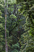 Eukalyptus forest with Epiphyten in Great Otway NP. Australia, Victoria