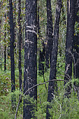 Eucalyptus Forest - Recovery from forest fires in Australia. Long periods of drought often cause forest fires that affect large areas of forest. Eucalyptus has a high fire resistance. Trees survive with charred trunks and resprout after intense rainfall. Australia, Victoria, Grampians National Park