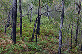 Eucalyptus Forest - Recovery from forest fires in Australia. Long periods of drought often cause forest fires that affect large areas of forest. Eucalyptus has a high fire resistance. Trees survive with charred trunks and resprout after intense rainfall. Australia, Victoria, Grampians National Park