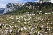 Spring Crocus (Crocus vernus) in the austrian alps in the Eng valley. The Eng valley is the most famous of all valleys in karwendel mountain range. Europe, Central Europe, Austria, Tyrol