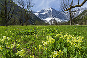 Cowslip (primula Veris) in Eng valley, Karwendel mountain range in austria, with Sycamore maple trees and mount Spritzkar-Spitze in the background. The Eng valley is the most famous of all valleys in karwendel mountain range. Next to the sheer rock faces of the karwendel mountains the sycamore maple forest Grosser Ahornboden and the alp village of Eng are the main attractions. More than 2000 sycamore trees (Acer pseudoplatanus) are spread in the alp meadow, sometimes more than 600 years old. To preserve this listed natural monument a monitored replanting is constantly going on. The Karwendel limestone mountain range is the largest range in the eastern alps. Large parts of the Karwendel are protected and a popular destination for tourists, hikers and climbers. Europe, Central Europe, Austria, Tyrol, May 2012