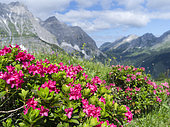 Hairy Alpenrose (Rhododendron hirsutum) in the Karwendel mountains. europe, Central Europe, Austria, July