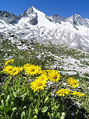 Doronic à grandes fleurs (Doronicum grandiflorum) en fleurs, Parc National Hohe Tauern, à l'arrière-plan la chaîne Reichenspitz des alpes de Zillertal, Tyrol, Autriche