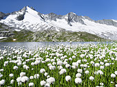 Linaigrette de Scheuchzer (Eriophorum scheuchzeri), Parc National Hohe Tauern, en arrière-plan la chaîne de Reichenspitz des alpes de Zillertal, Tyrol, Autriche