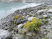 Draba aizoides or yellow whitlow grass, in the National Park Hohe Tauern.Europe, Central Europe, Austria, September