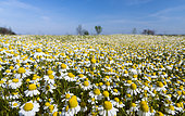 Chamomile (Matricaria chamomilla), Hortobagy National Park. Camomile is typical for the hungarian lowland steppe or Puszta during spring. europe, Eastern Europe, Hungary, April