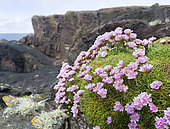 Gazon d'Espagne (Armeria maritima) en fleurs, îles Shetland, Écosse