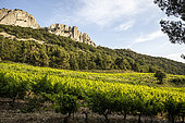 Dentelles de Montmirail, Monts du Vaucluse, Provence, France