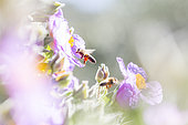 Honey bee (Apis mellifera) collecting a white rockrose flower (Cistus albidus), Provence, France