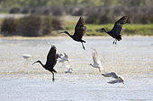 Glossy ibis (Plegadis falcinellus) and Black-headed Gull (Chroicocephalus ridibundus) in flight, Camargue, France