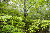 Lagarde d'Apt beech forest, Luberon, Vaucluse, France