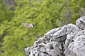 Common Kestrel (Falco tinnunculus) in flight, Provence, France