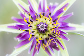 Salsify (Tragopogon sp) flower, Provence, France