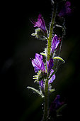 Vipersbugloss (Echium sp) flowers, Provence, France