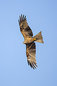 Black Kite (Milvus migrans) in flight, Provence, France
