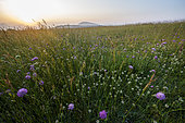 Sunrise in the flowering scabious of the mountain ridge of Lure, Provence, France