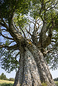 Remarkable beech tree at Contadour, Montagne de Lure, Provence, France