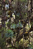 Giant Lobelia (Lobelia lanuriensis) in the high mountains of the Rwenzoris. Lobelia lanuriensis grows in the dense heather forests between 3450 und 3650m. Africa, East Africa, Rwenzori