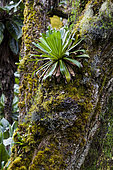 Young Giant Lobelia (Lobelia wollastonii) in hte high mountains of the Rwenzoris. Africa, East Africa, Rwenzori