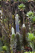 Giant Lobelia (Lobelia wollastonii) with florescence, flower spike, in the high mountains of the Rwenzoris at about 4300m altitude. Africa, East Africa, Rwenzori