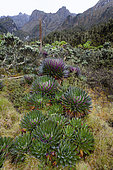 Giant Lobelia (Lobelia bequaertii) in the high mountains of the Rwenzoris. The Giant Lobelias of the Rwenzoris are especially adapted to the High level of UV radiation, humidity and nearly daily frost. Africa, East Africa, Rwenzori