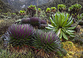 Giant Lobelia (Lobelia bequaertii) in the high mountains of the Rwenzoris. The Giant Lobelias of the Rwenzoris are especially adapted to the High level of UV radiation, humidity and nearly daily frost. Africa, East Africa, Rwenzori