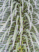 Giant Lobelia (Lobelia telekii) in the Mt. Kenya National Park. Africa, East Africa, Kenya, Mount Kenya National Park, November December
