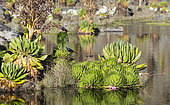Giant Lobelia (Lobelia deckenii) in the Mt. Kenya National Park with giant groundsel Dendrosenecio keniodendron and Red-winged Starling (Onychognathus morio) and reflection in a pond. Africa, East Africa, Kenya, Mount Kenya National Park, November December