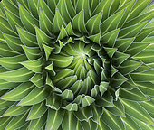 Giant Lobelia (Lobelia telekii) in the Mt. Kenya National Park. Rosette of leaves. Africa, East Africa, Kenya, Mount Kenya National Park, November December