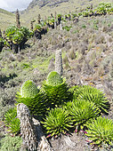 Lobélie géante (Lobelia deckenii) dans le parc national du Mont Kenya, Kenya