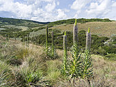 Giant Lobelia (Lobelia aberdarica) in the Aberdare National Park. Africa, East Africa, Kenya, Aberdare National Park, December