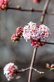 Bodnant viburnum (Viburnum x bodnantense), flowers